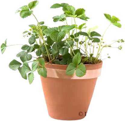Swissinno® Medená páska proti slimákom – samolepiaca 5 m × 3 cm – Obrázok 5